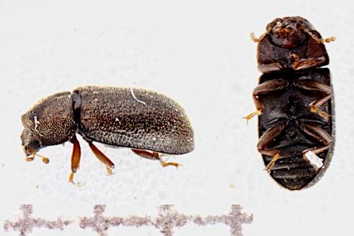 Réf. 342 698 : Cis villosulus